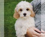 Puppy 2 Cavapoo