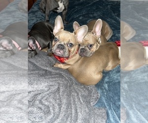 French Bulldog Puppy for sale in CHICAGO, IL, USA