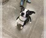 Small #1 Catahoula Leopard Dog Mix
