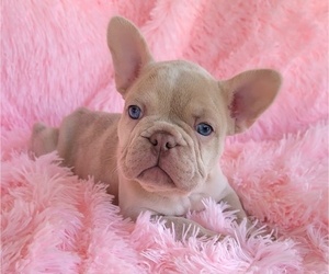 French Bulldog Puppy for Sale in LAS VEGAS, Nevada USA