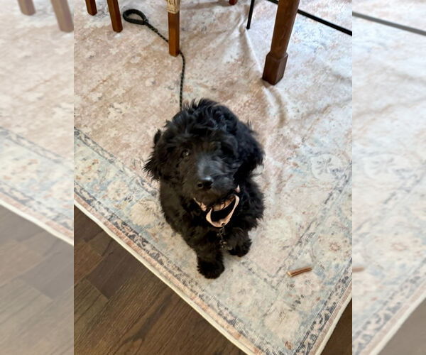 Medium Photo #4 Goldendoodle Puppy For Sale in Mooresville, NC, USA