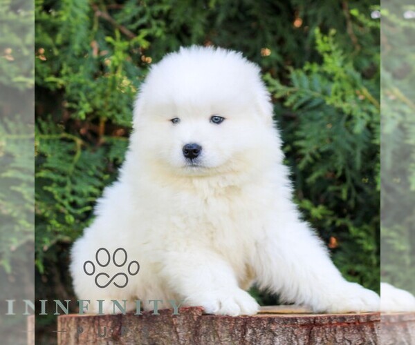 Medium Photo #5 Samoyed Puppy For Sale in LITITZ, PA, USA