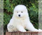 Small #4 Samoyed