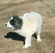 Small Photo #3 Great Pyrenees-Karakachan Mix Puppy For Sale in ALTAVISTA, VA, USA