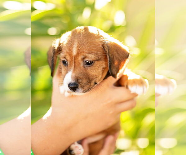 Medium Photo #6 Dachshund Puppy For Sale in Corona, CA, USA
