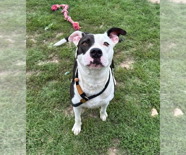 Medium Photo #5 Mutt Puppy For Sale in Evansville, IN, USA
