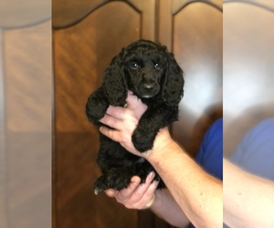 Poodle (Standard) Puppy for sale in IRONTON, OH, USA