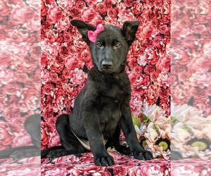 German Shepherd Dog Puppy for sale in KIRKWOOD, PA, USA