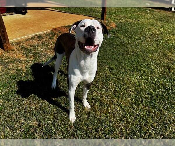 Medium Photo #1 Mutt Puppy For Sale in Grovetown, GA, USA