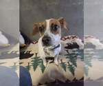 Precious - Female Jack Chi Dog for Adoption - Small photo
