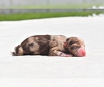 Small Miniature Australian Shepherd