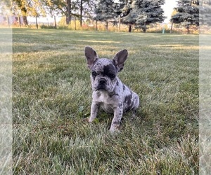 French Bulldog Puppy for sale in MIDDLEBURY, IN, USA