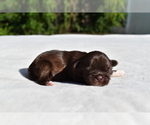 Small #3 Shih Tzu