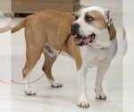 Small #2 American Pit Bull Terrier