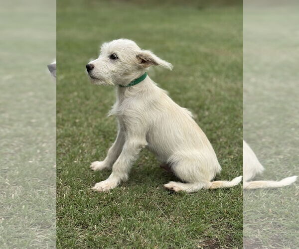 Medium Photo #4 Mutt Puppy For Sale in PIPE CREEK, TX, USA