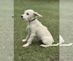 Small #3 Mutt