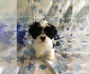 Shorkie Tzu Puppy for sale in CENTER HILL, FL, USA