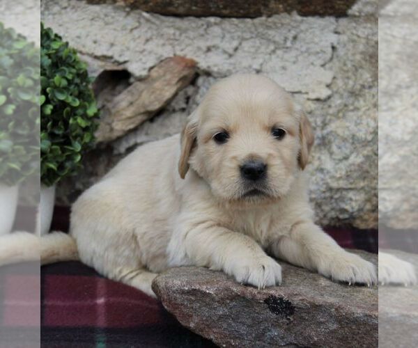 Medium Photo #5 Golden Retriever Puppy For Sale in HONEY BROOK, PA, USA