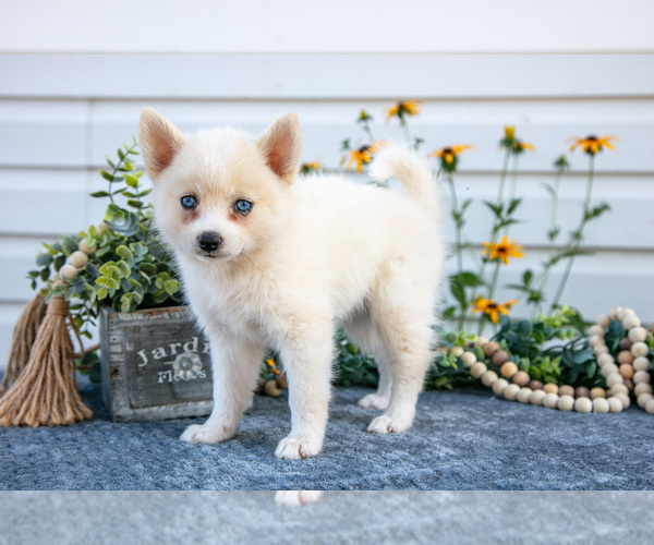 Medium Photo #16 Pomsky Puppy For Sale in ELIZABETHTOWN, PA, USA
