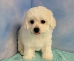 Small Photo #4 Bichon Frise Puppy For Sale in Shelbyville, IN, USA