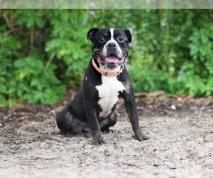 Bulldog Dogs for adoption in Tavares, FL, USA