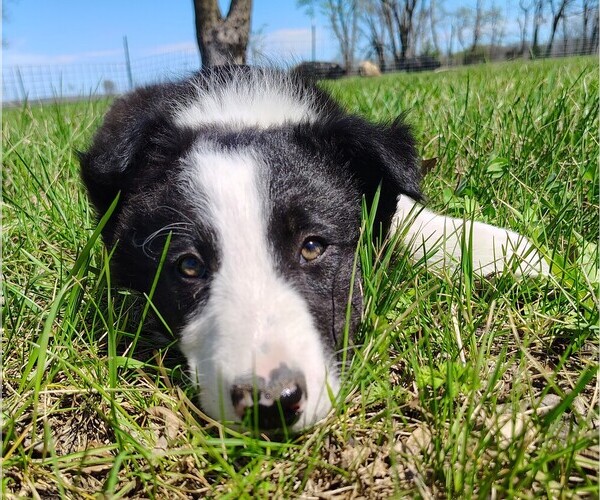 Medium Photo #1 Border Collie Puppy For Sale in NORBORNE, MO, USA
