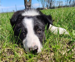 Border Collie Litter for sale in NORBORNE, MO, USA