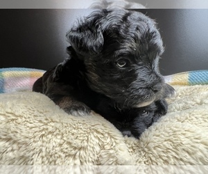 Morkie-Poodle (Miniature) Mix Puppy for sale in PEORIA, IL, USA