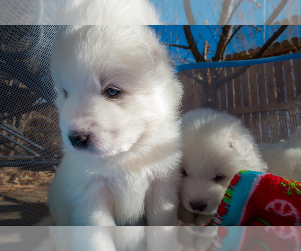 Medium Photo #5 Samoyed Puppy For Sale in BROOMFIELD, CO, USA