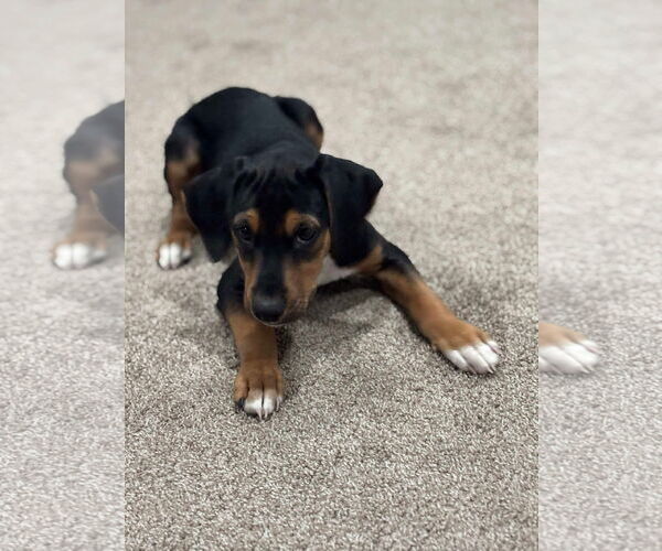 Medium Photo #3 Labrador Retriever-Unknown Mix Puppy For Sale in Alexander, AR, USA