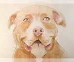 Small #2 American Staffordshire Terrier