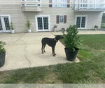 Small #1 Doberman Pinscher