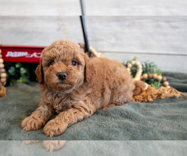 Medium Photo #1 Goldendoodle (Miniature) Puppy For Sale in MIDDLEBURY, IN, USA