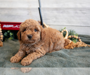 Medium Goldendoodle (Miniature)