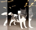 Small #1 Akita