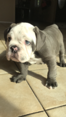Bulldog Puppy for sale in WHITTIER, CA, USA