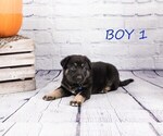 Small Photo #6 German Shepherd Dog-Wolf Hybrid Mix Puppy For Sale in SAN DIEGO, CA, USA