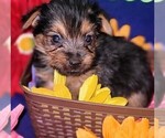 Small #3 Yorkshire Terrier