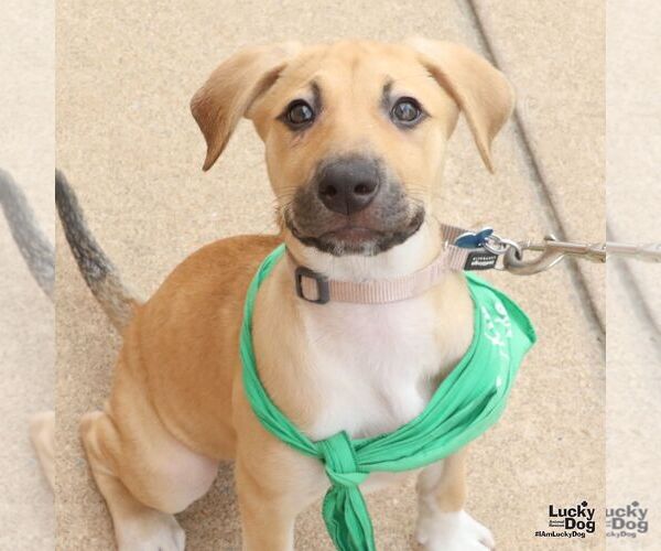 Medium Photo #5 Mutt Puppy For Sale in Washington, DC, USA