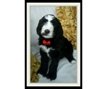 Small Photo #8 Sheepadoodle Puppy For Sale in RIALTO, CA, USA