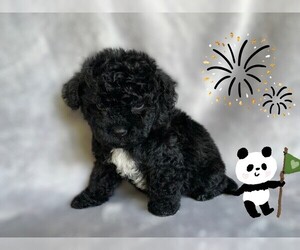 Maltese-Maltipoo Mix Puppy for sale in SAN FRANCISCO, CA, USA