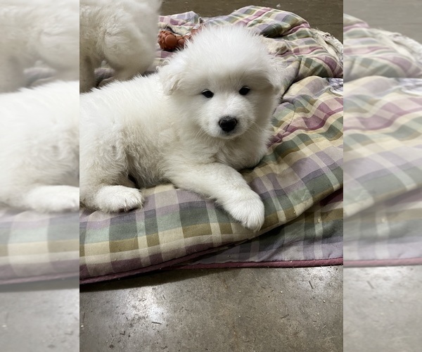 Medium Photo #5 Samoyed Puppy For Sale in LITTLE FALLS, MN, USA