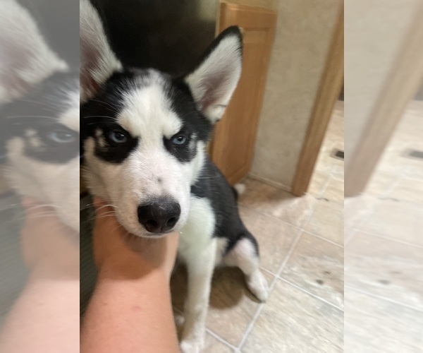 Medium Photo #2 Siberian Husky Puppy For Sale in LIBERTY, MO, USA