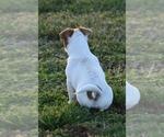 Small Photo #27 Jack Russell Terrier Puppy For Sale in APPLE GROVE, WV, USA
