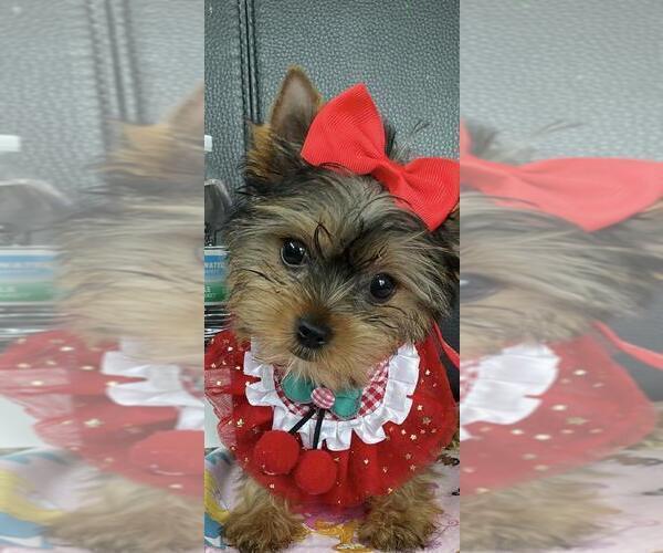 Medium Photo #3 Yorkshire Terrier Puppy For Sale in GREENWOOD, IN, USA