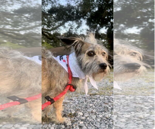 Medium Photo #3 Mutt Puppy For Sale in Oakhurst, NJ, USA