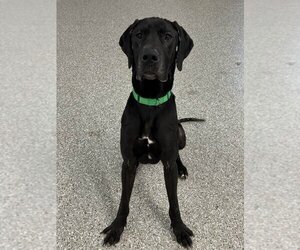 Great Dane Dogs for adoption in Polson, MT, USA