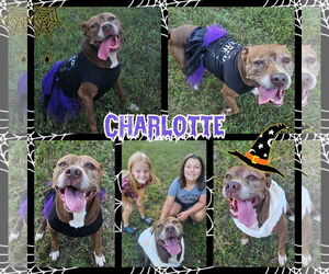 Charlotte - Female Mutt Dog for Adoption - Photo #3