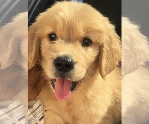 Golden Retriever Puppy for sale in SANTA ANA, CA, USA