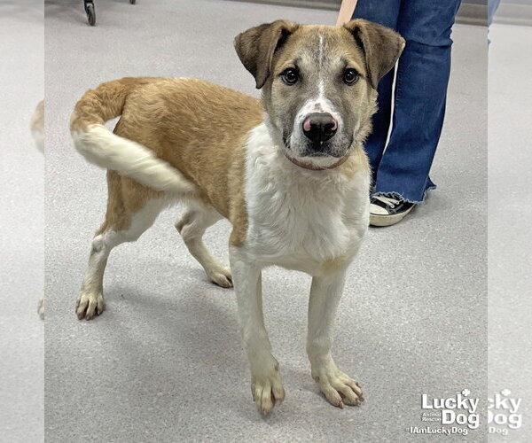 Medium Photo #3 Mutt Puppy For Sale in Washington, DC, USA